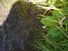 Lithophragma parviflorum