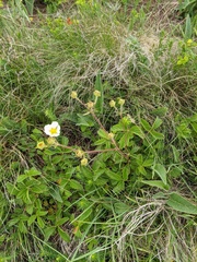 Drymocallis rupestris