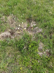 Drymocallis rupestris