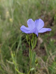 Linum nervosum jailicola