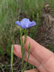 Linum nervosum jailicola