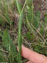 Linum nervosum jailicola
