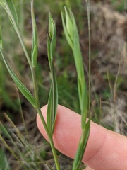 Linum nervosum jailicola