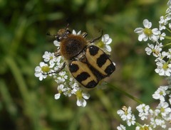 Trichius gallicus gallicus