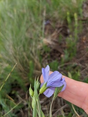 Linum nervosum jailicola