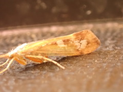 Limnephilus marmoratus