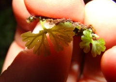 Hymenophyton flabellatum