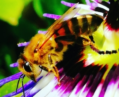 Anthophila