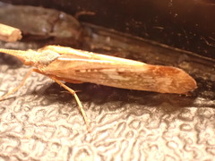 Limnephilus marmoratus