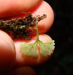 Hymenophyton flabellatum