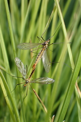Nephrotoma submaculosa