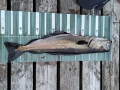 Pollachius pollachius