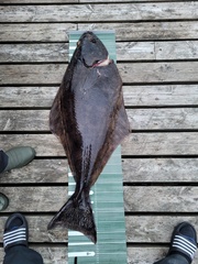 Hippoglossus hippoglossus