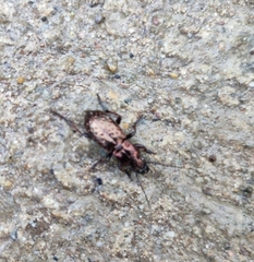 Pterostichus pilosus