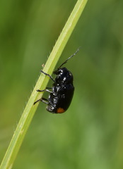 Cryptocephalus biguttatus