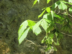Acer negundo