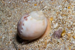 Semicassis zeylanica