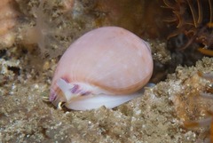 Semicassis zeylanica