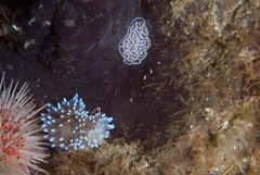 Antiopella longidentata