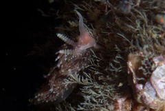 Facelina olivacea