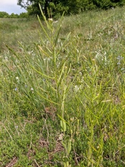 Arabis recta