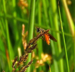 Pyrophaena granditarsis