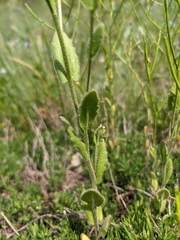 Arabis recta