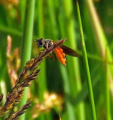 Pyrophaena granditarsis