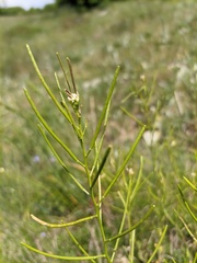 Arabis recta