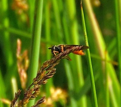 Pyrophaena granditarsis