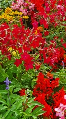 Glandularia peruviana