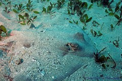 Trygonoptera testacea