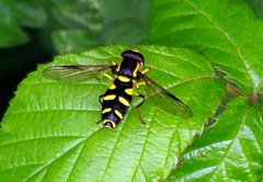 Xanthogramma stackelbergi