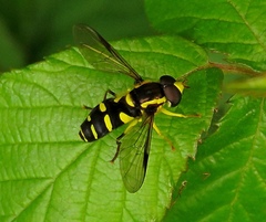 Xanthogramma stackelbergi