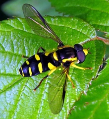 Xanthogramma stackelbergi