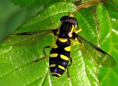 Xanthogramma stackelbergi