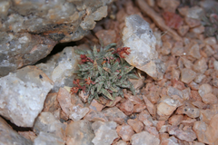 Crassula exilis