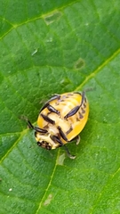 Coccinella septempunctata