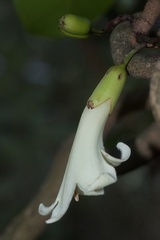 Tecomanthe speciosa