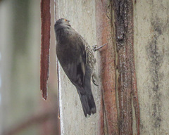 Climacteris erythrops