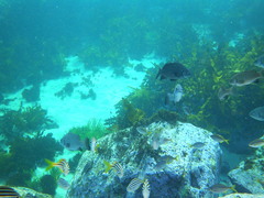 Girella elevata