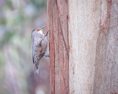 Climacteris erythrops