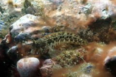 Parablennius intermedius