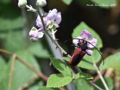 Purpuricenus kaehleri