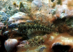 Parablennius intermedius