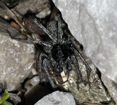 Pardosa nigra