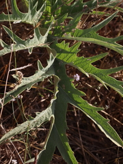 Cynara syriaca