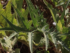 Cynara syriaca