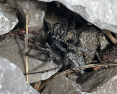 Pardosa nigra