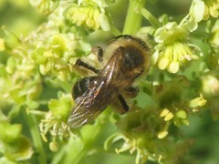 Andrena barbilabris